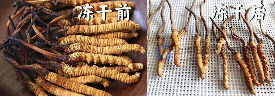 蟲草.jpg