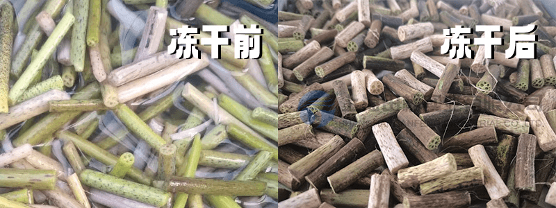 凍干機(jī)助力荷梗在中藥配方中的保鮮