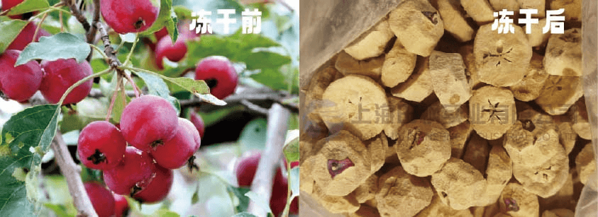 利用凍干技術(shù)保存海紅果的最佳方法
