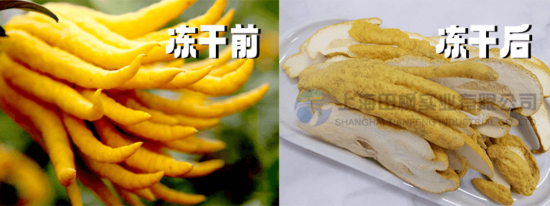 佛手凍干工藝新紀(jì)元