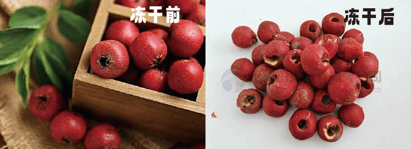一顆凍干山楂，一份自然饋贈