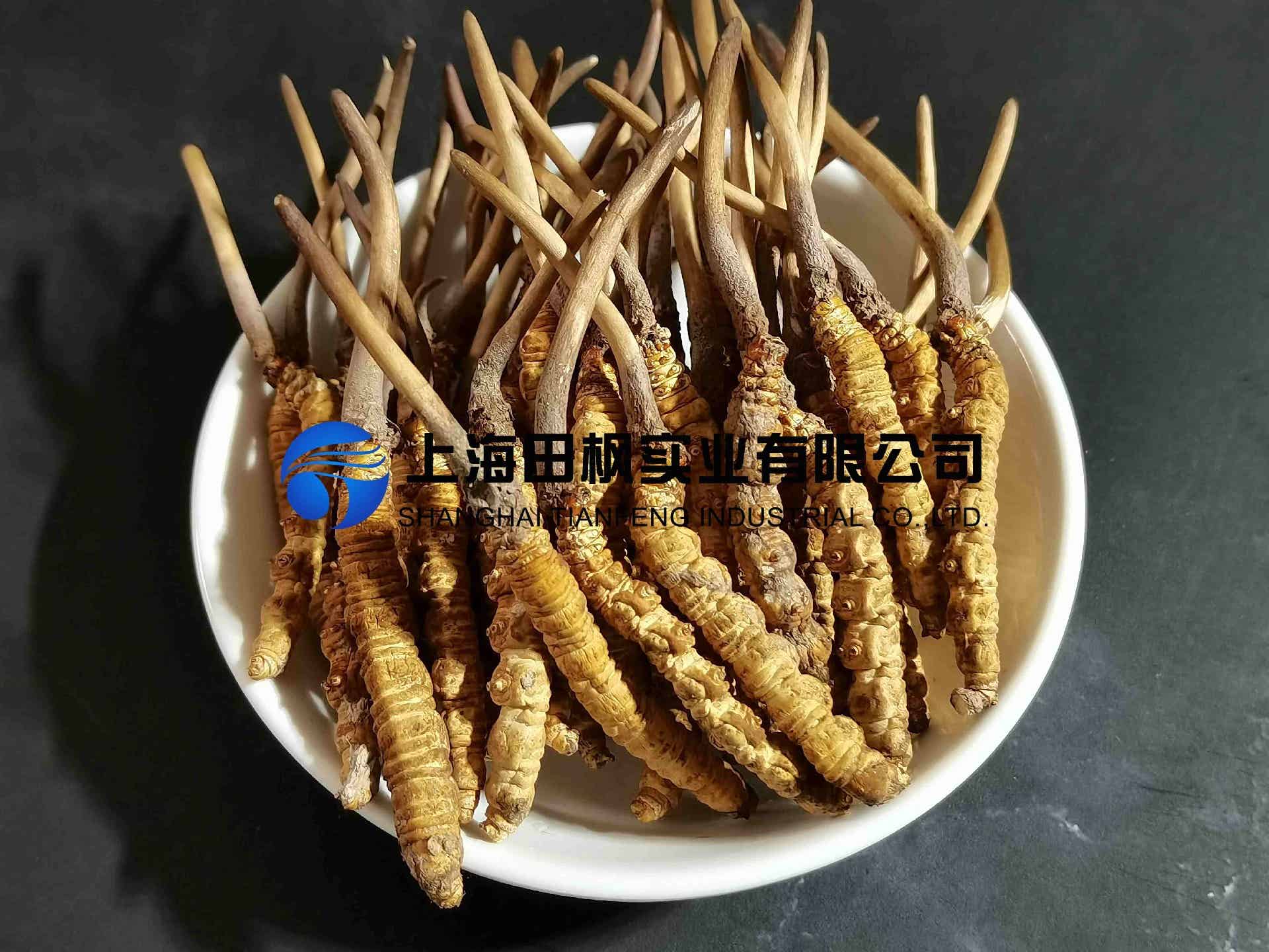 中藥材保健品凍干解決方案
