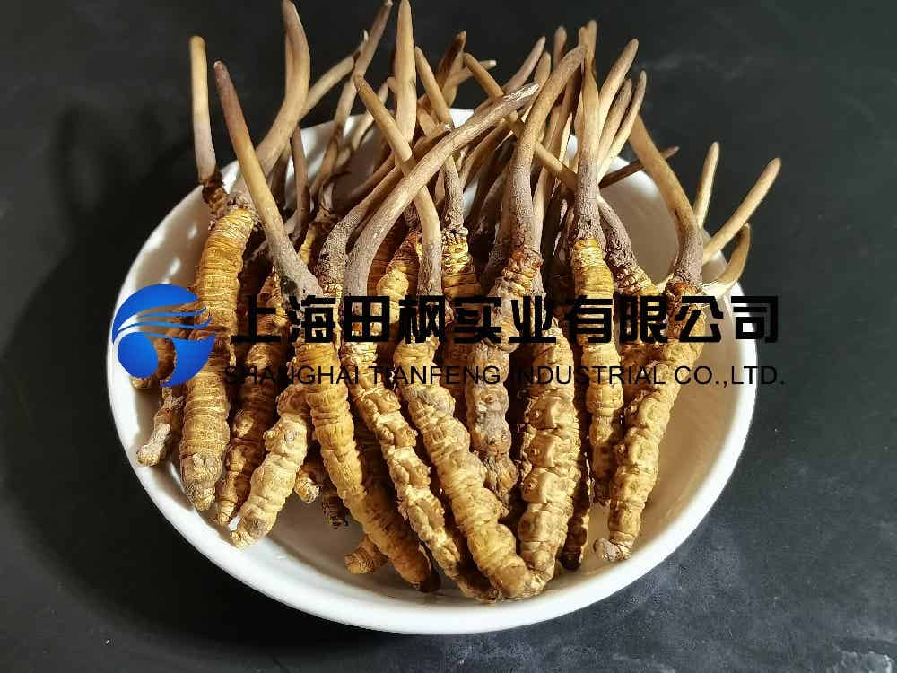 冬蟲夏草凍干：中藥材真空冷凍干燥機(jī)應(yīng)用案例