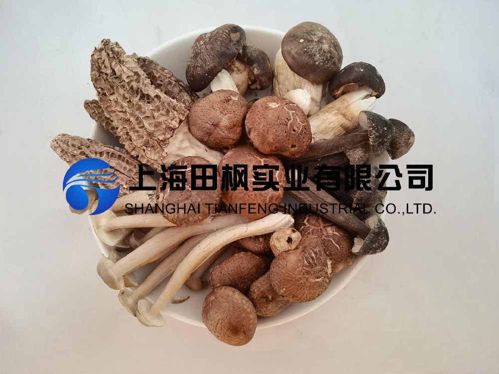 野生菌凍干：野生菌凍干機(jī)制作凍干海鮮菇技術(shù)