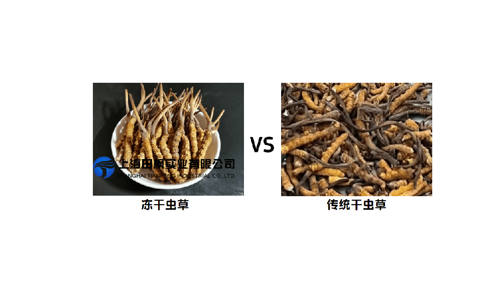 冬蟲夏草冷凍干燥機，活性成分保護留