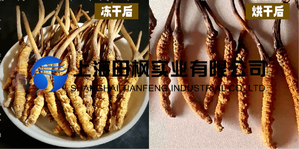 凍干機在中藥材蟲草加工中的應(yīng)用